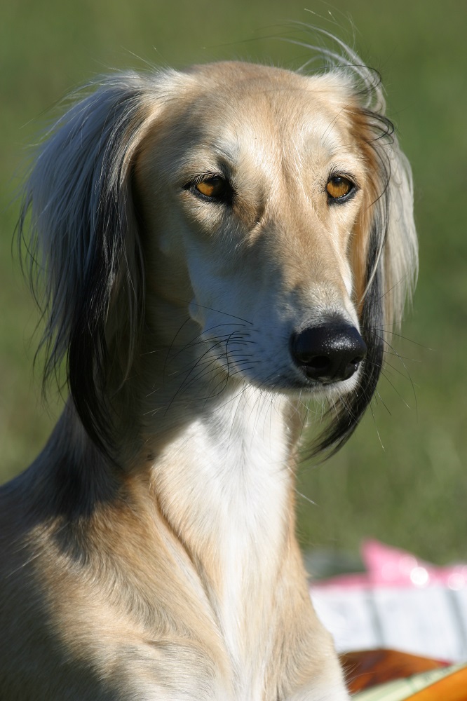 burydown vancouver saluki portrait