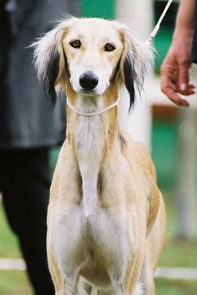 couver-saluki-front