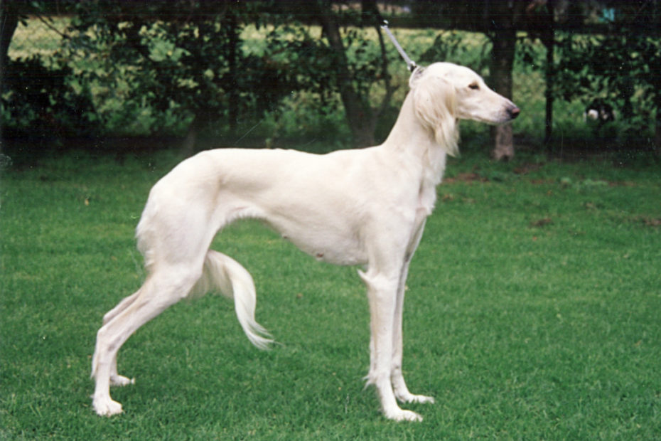 el hamrah quatifa fleetwind saluki