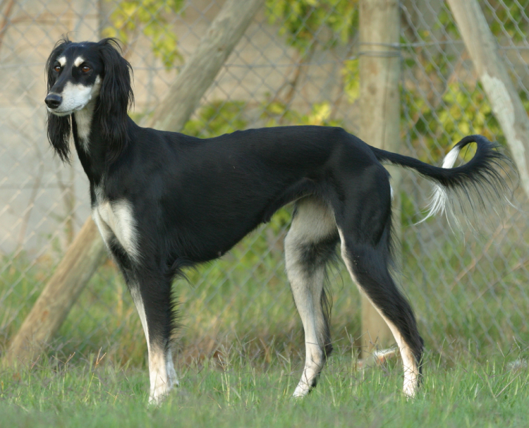 ZA CH Fleetwind Arabian Dancer